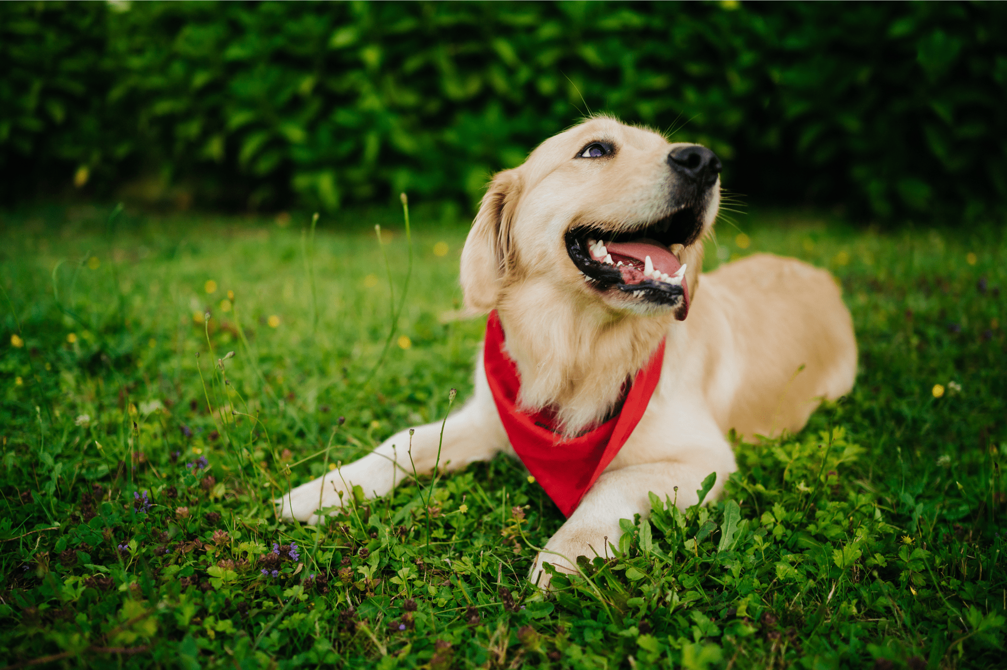 vet-near-me-laredo-tx-critter-care-veterinary-clinic
