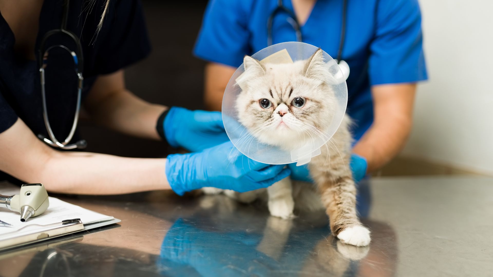 cat with a recovery cone after a surgery at the veterinarian