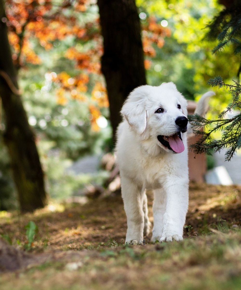 white dog outdoor walking