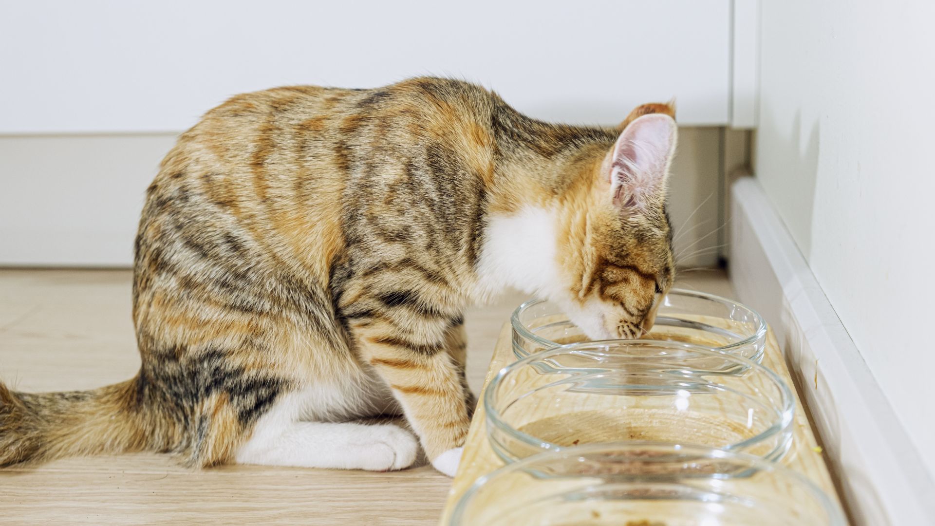 cat sits in front of its bowls and drinks water