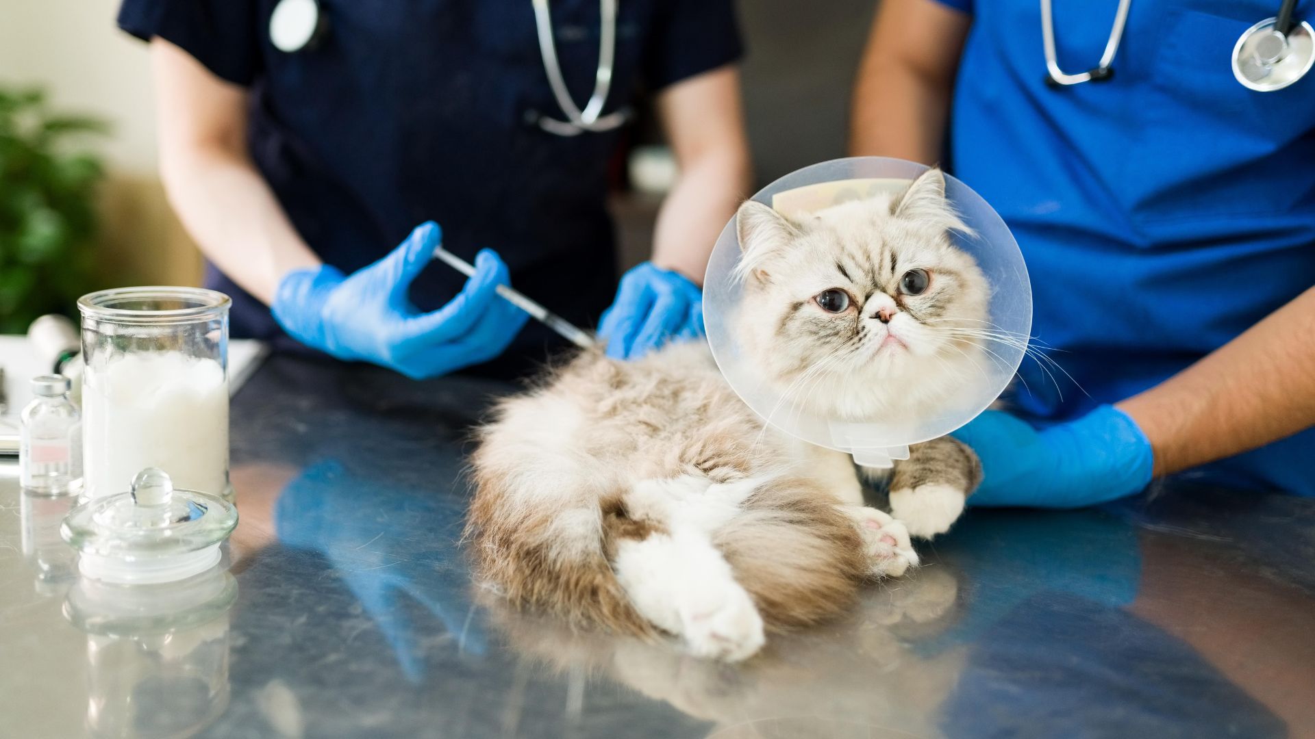 a sick persian cat lying at the examination table while a woman and man vet put on a vaccine or medicine with a syringe at the vet clinic