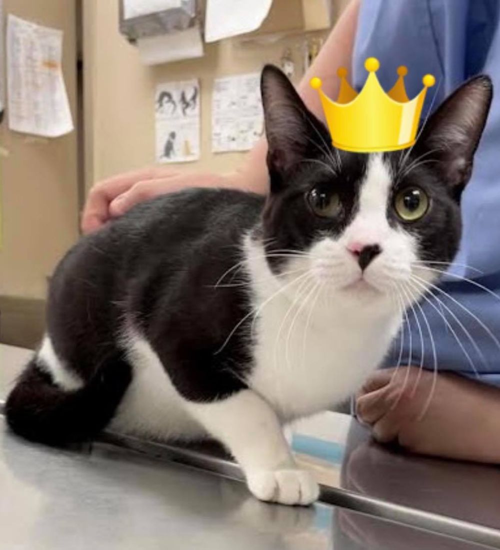 cat wearing crown
