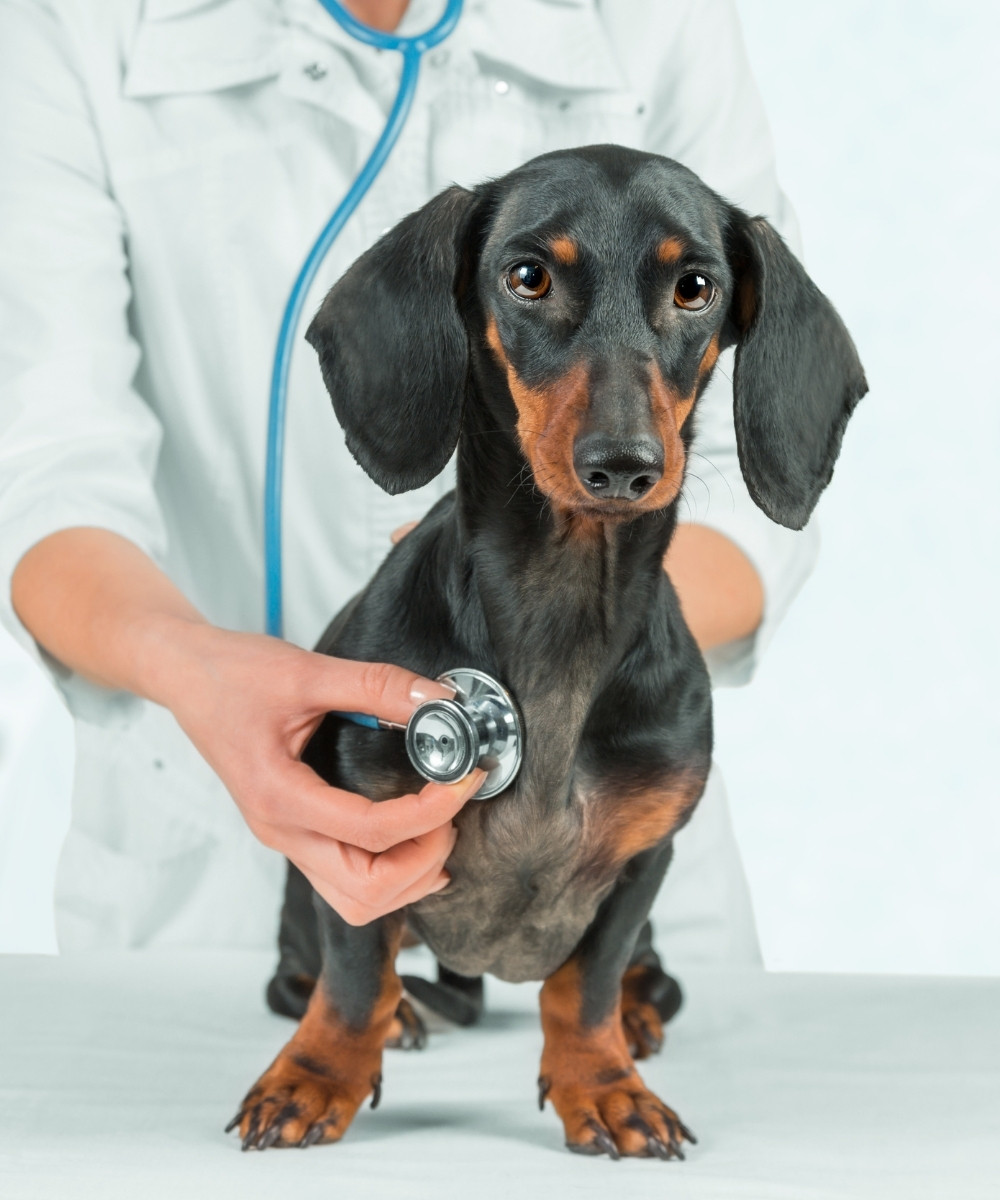diagnostics dog runing