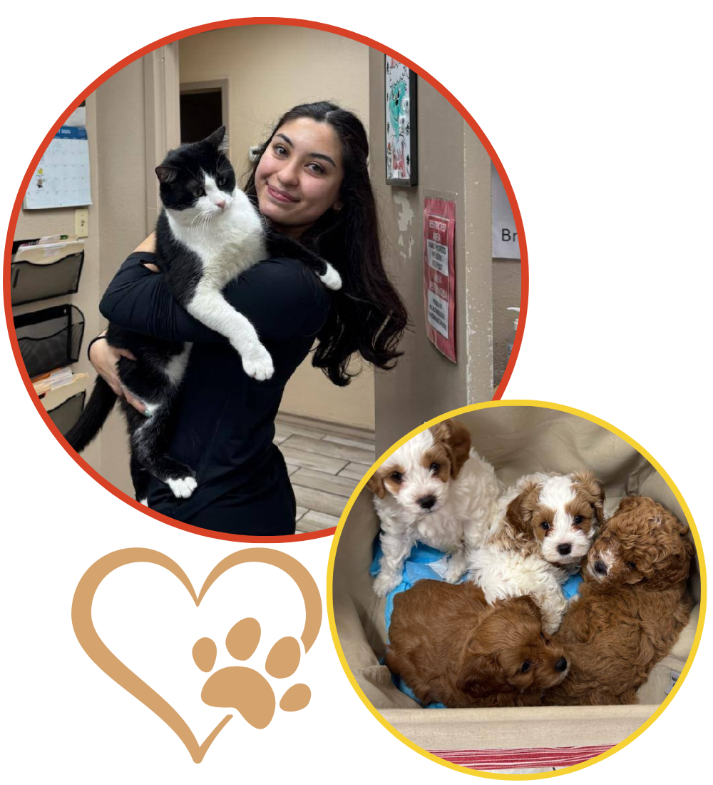 Critter Care Team collage team member with a cat